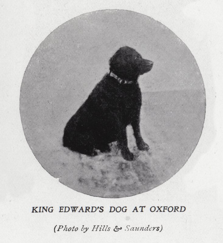 De hond van koning Edward VII aan de Universiteit van Oxford door Hills and Saunders