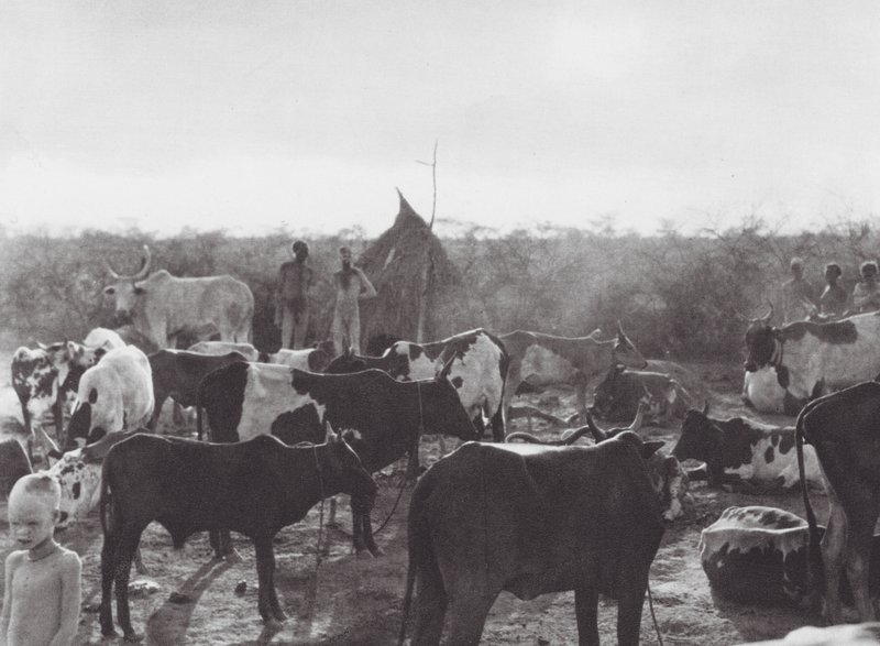 Afrika: Veekraal aan de oever van de Bahr el Zeraf door Hugo Adolf Bernatzik