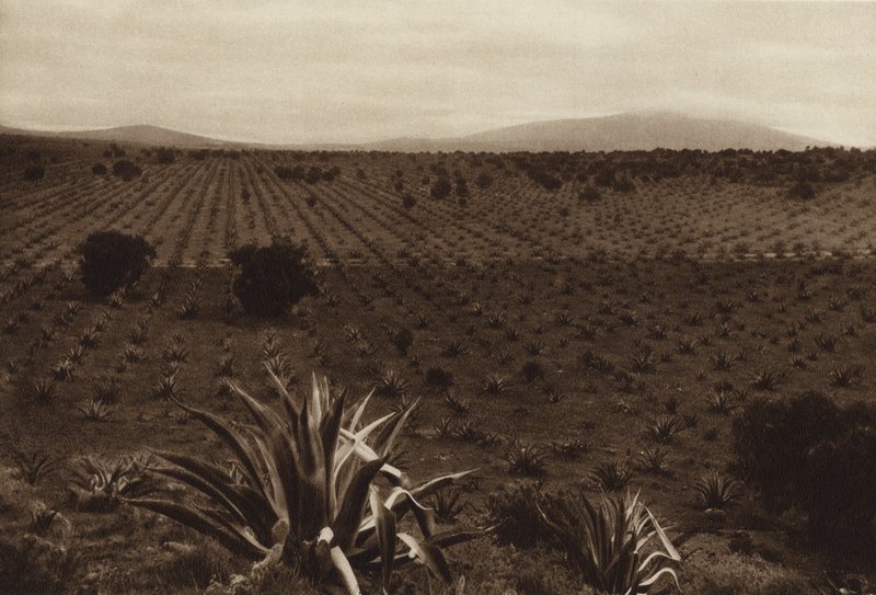 Mexico: Agaveveld rond Ometusco (z/w foto) door Hugo Brehme