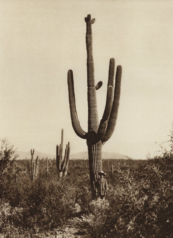 Mexico: "Cereus giganteus" in de omgeving van Magdalena, Sonora State (z/w foto) door Hugo Brehme