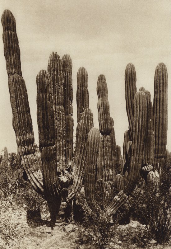 Mexico: Guaymas, "Cereus Pringlei", Estado Sonora (zwart-wit foto) door Hugo Brehme