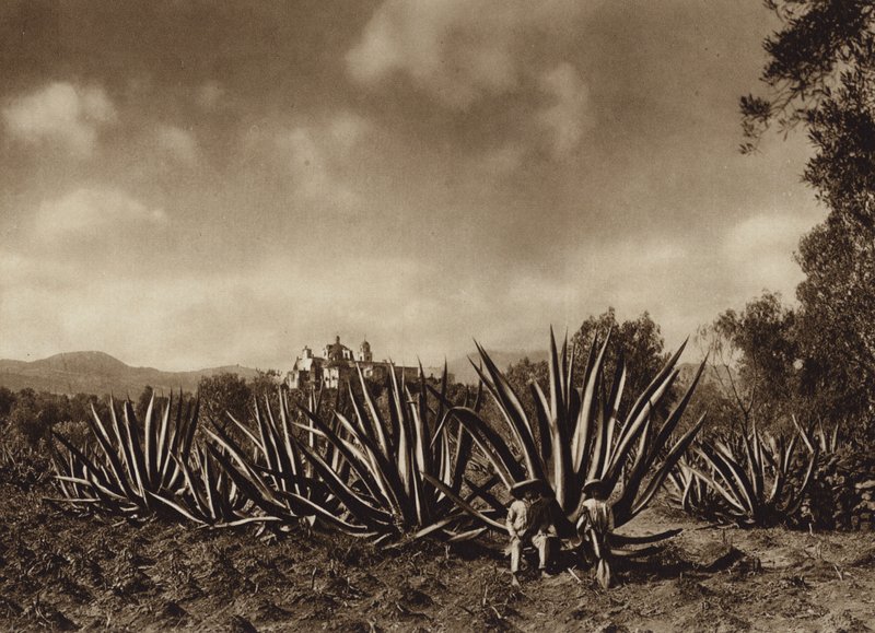 Mexico: De omgeving van Tepepam met agaveveld (z/w foto) door Hugo Brehme