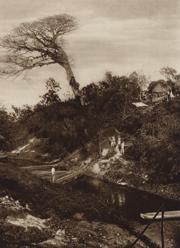 Mexico: Panorama van rivier met Ceiba boom, Vera Cruz State (z/w foto) door Hugo Brehme