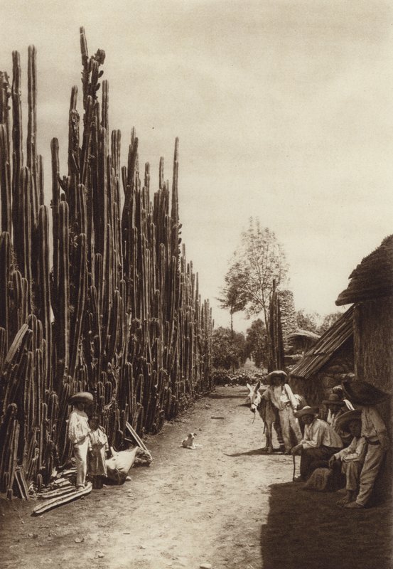 Mexico: Santiago, karakteristieke dorpsstraat met cactussen in de vorm van zuilen (z/w foto) door Hugo Brehme