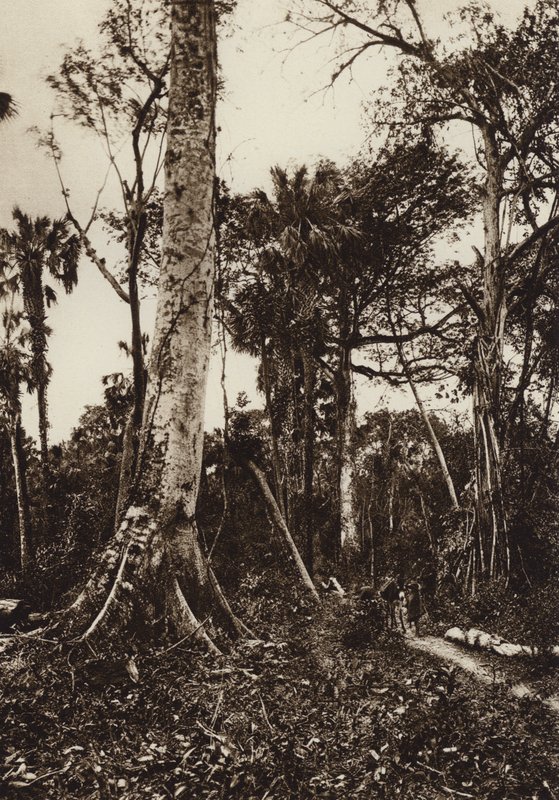 Mexico: Tamasopo, Panorama van oerwoud (z/w foto) door Hugo Brehme