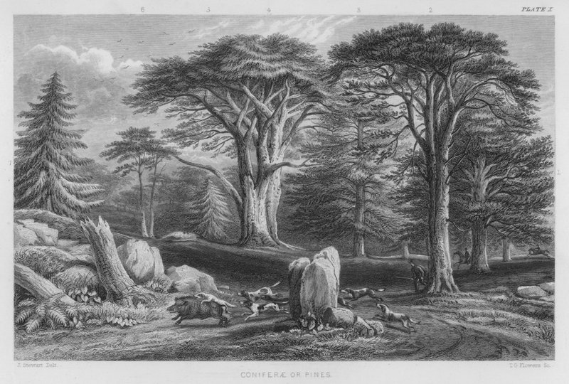 Coniferen of Pijnbomen (gekleurde gravure) door J. (after) Stewart