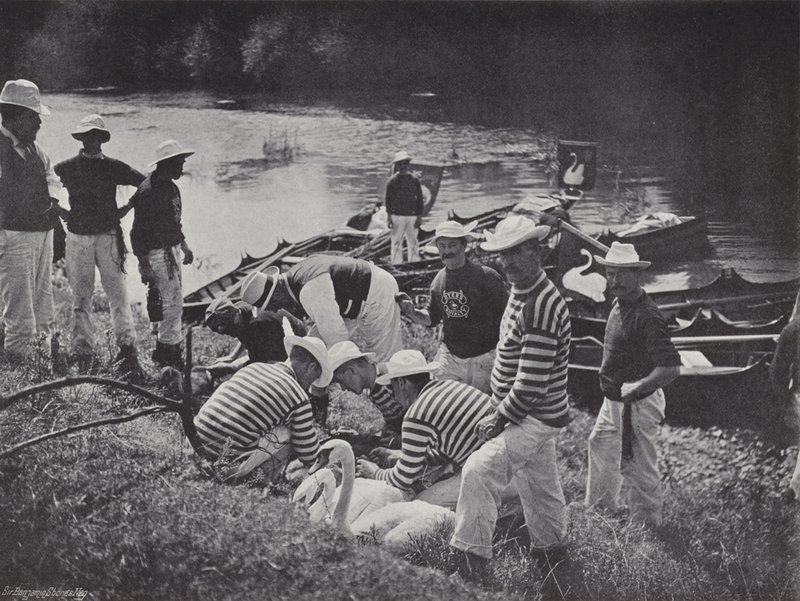 Zwanen op de Theems, Nicking of Marking door J. Benjamin Stone