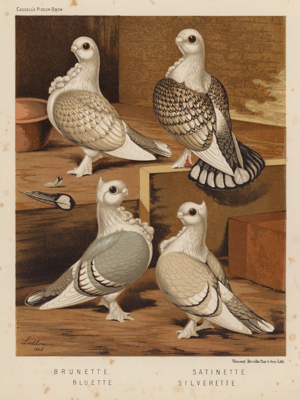 Duiven: Brunette; Satinette; Bluette; Silverette door J. W. (after) Ludlow