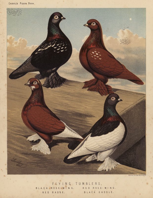 Duiven: Vliegende Tuimelaars, Zwarte Roosvleugel, Rode Roosvleugel, Rode Badge, Zwarte Zadel door J. W. (after) Ludlow