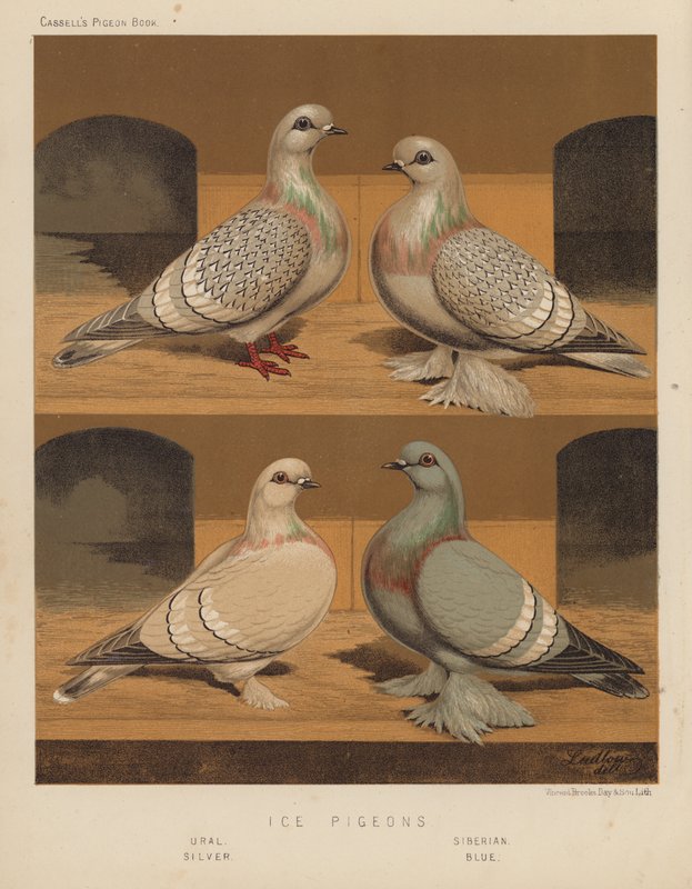 Duiven: IJsduiven, Oeral, Siberisch, Zilver, Blauw door J. W. (after) Ludlow