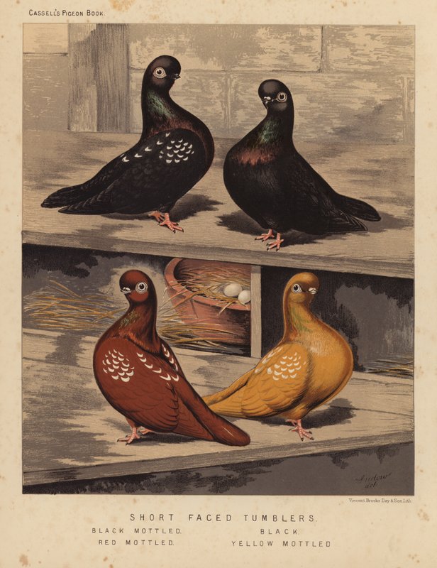 Duiven: Kortgezicht Tumblers, Zwart Gevlekt, Zwart, Rood Gevlekt, Geel Gevlekt door J. W. (after) Ludlow