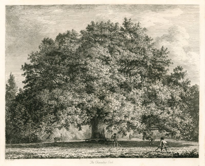 De Chandos Eik, Michendon House, Southgate, Londen door Jacob George Strutt