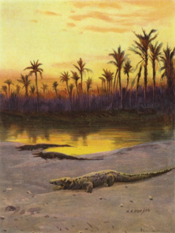 Krokodil (zonsondergang) aan de oever van de Boven-Nijl door James (after) Clark