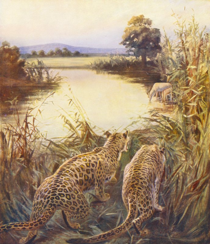Heilig Land: Luipaarden in 