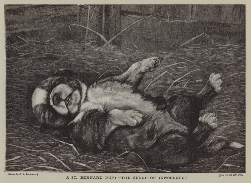 Een St. Bernard pup: de slaap van onschuld door James E. Bourhill