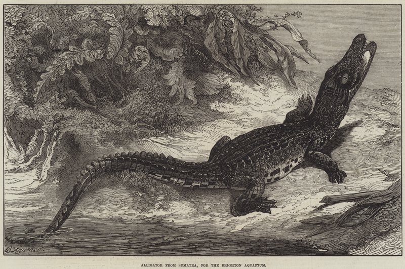 Alligator uit Sumatra, voor het Brighton Aquarium door Johann Baptist Zwecker
