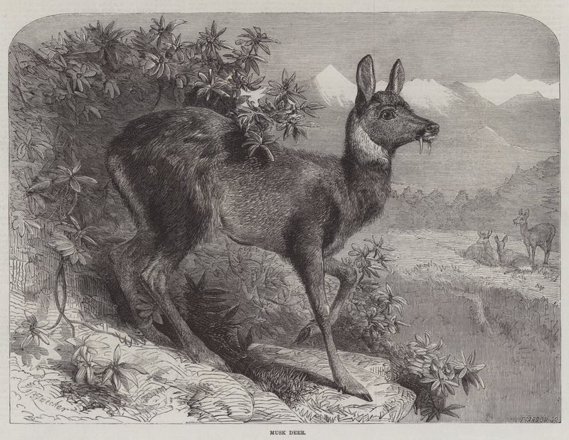 Muskushert door Johann Baptist Zwecker
