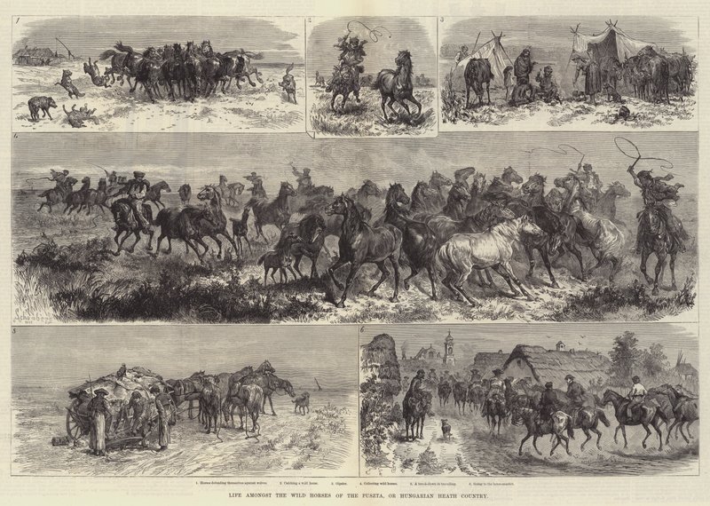 Leven tussen de wilde paarden van de Puszta, of Hongaarse heide door Johann Nepomuk Schonberg