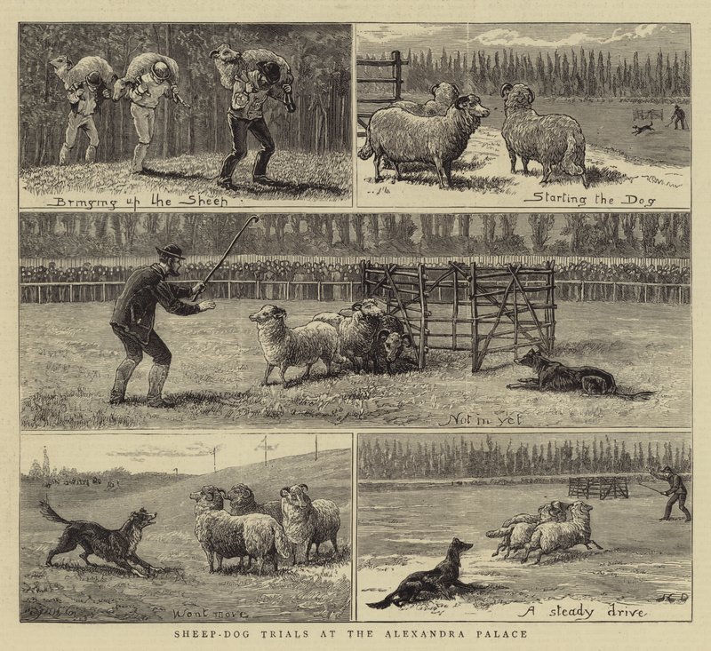 Schapendrijverwedstrijden in het Alexandra Palace door John Charles Dollman