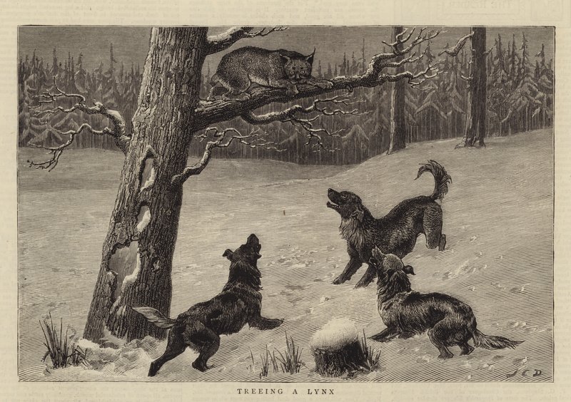 Een Lynx Opjagen door John Charles Dollman