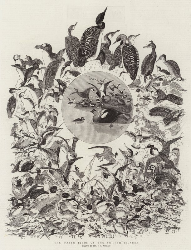 De watervogels van de Britse eilanden door John Everett Millais