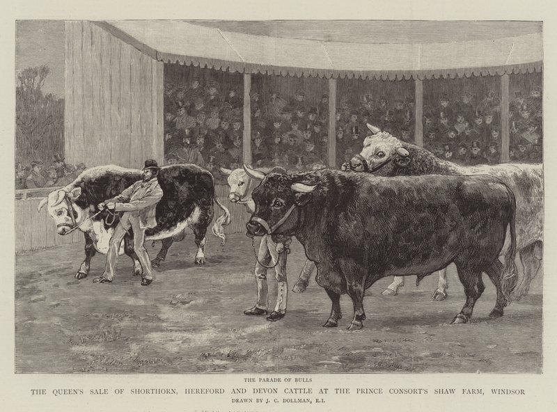 De verkoop van Shorthorn, Hereford en Devon vee van de koningin op de Prince Consort