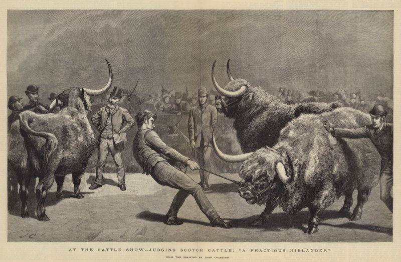 Op de Veekeuring, beoordeling van Schotse Runderen, Een Lastige Hooglander door John Charlton