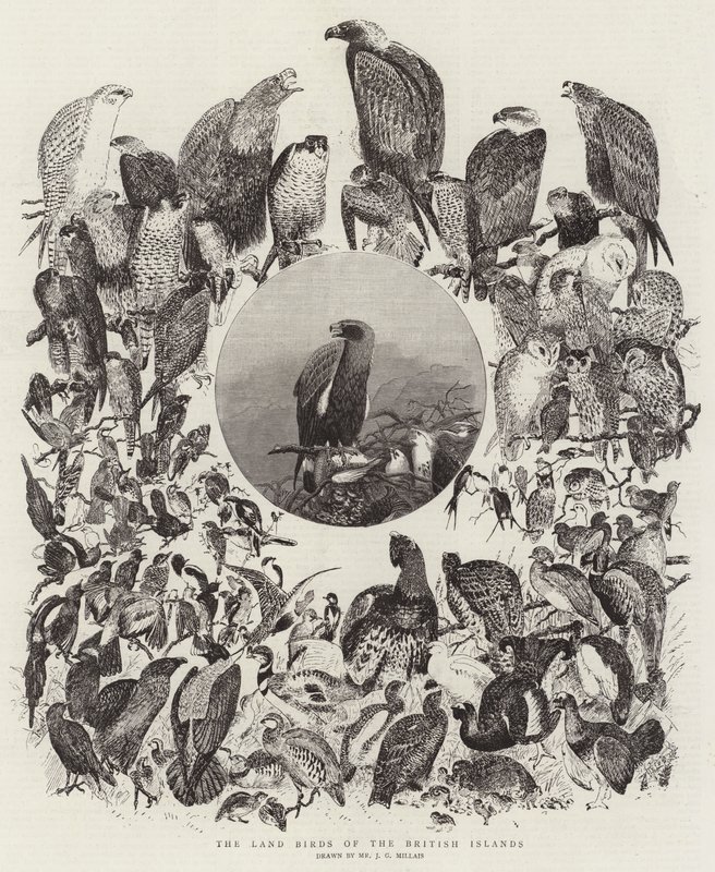 De Landvogels van de Britse Eilanden door John Everett Millais