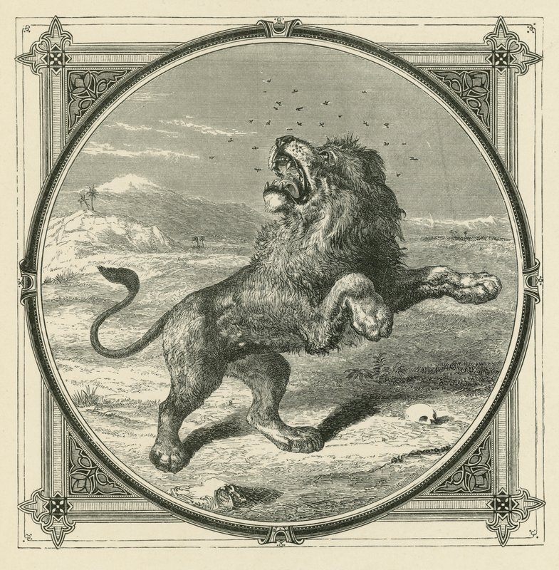 De mug steekt de ogen van de leeuw door John Leighton