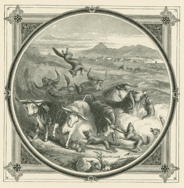 Wanneer de wolf komt, stoppen de ossen met vechten om zich te verenigen in zelfverdediging door John Leighton