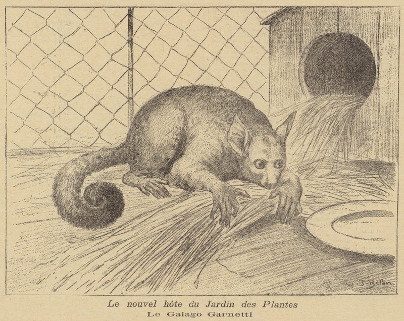 Garnetts Galago, nieuwe bewoner van de Jardin des Plantes door Jose Belon