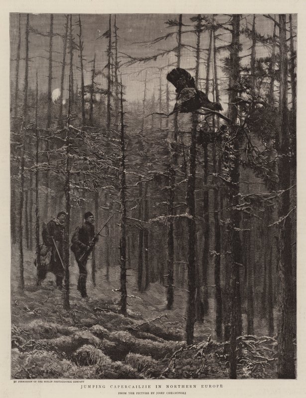 Springende auerhoen in Noord-Europa door Joseph Chelmonski