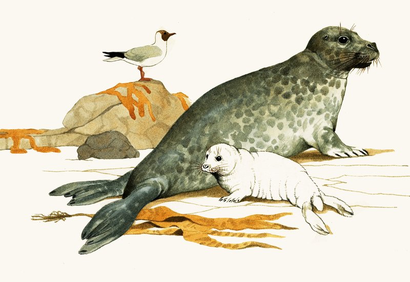 Grijze zeehond met pup door Kenneth Lilly