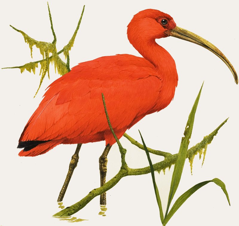 I voor Ibis door Kenneth Lilly