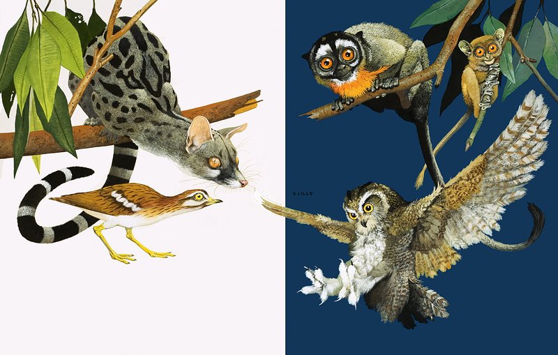 Piepjes in de natuur: Ogen die zien in het donker door Kenneth Lilly