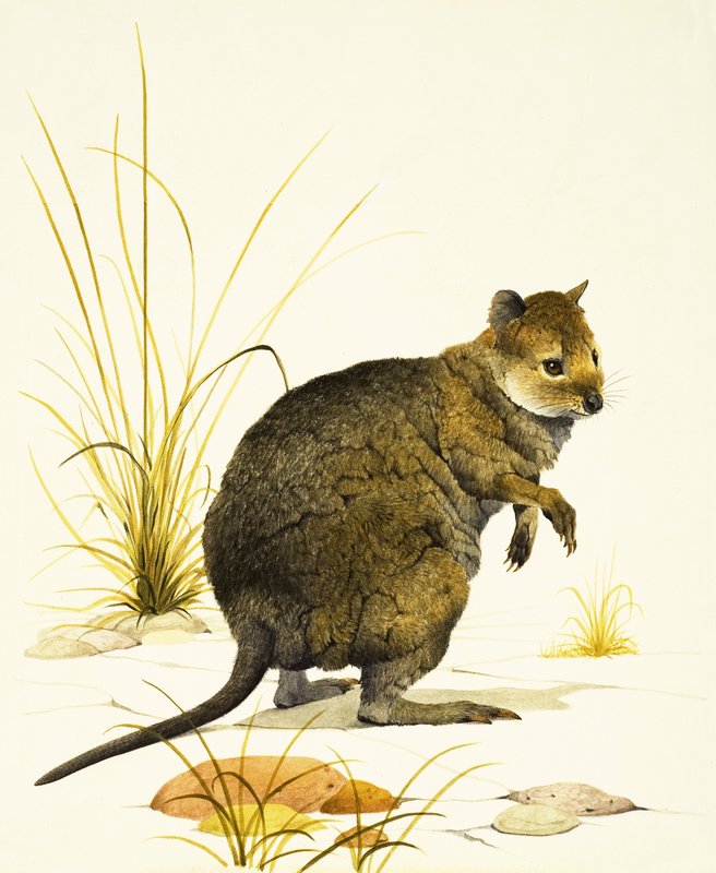 De Quokka uit Australië, een soort wallaby door Kenneth Lilly