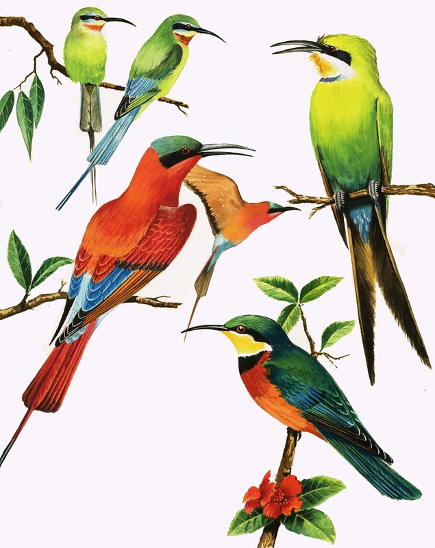 Ongeïdentificeerde vogels door Kenneth Lilly