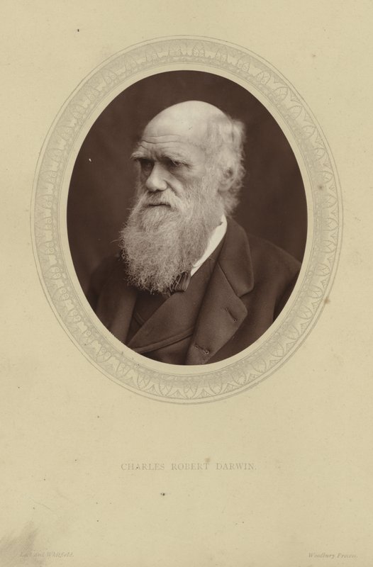 Portret van Charles Darwin door Lock and Whitfield