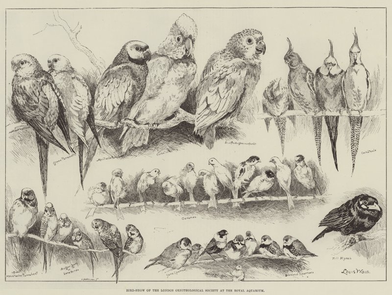 Vogelshow van de London Ornithological Society in het Royal Aquarium door Louis Wain