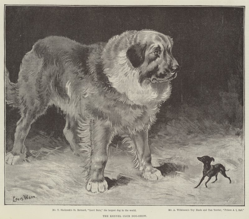 De Kennel Club Hondenshow door Louis Wain