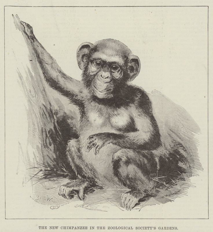 De Nieuwe Chimpansee in de Tuinen van de Zoological Society door Louis Wain