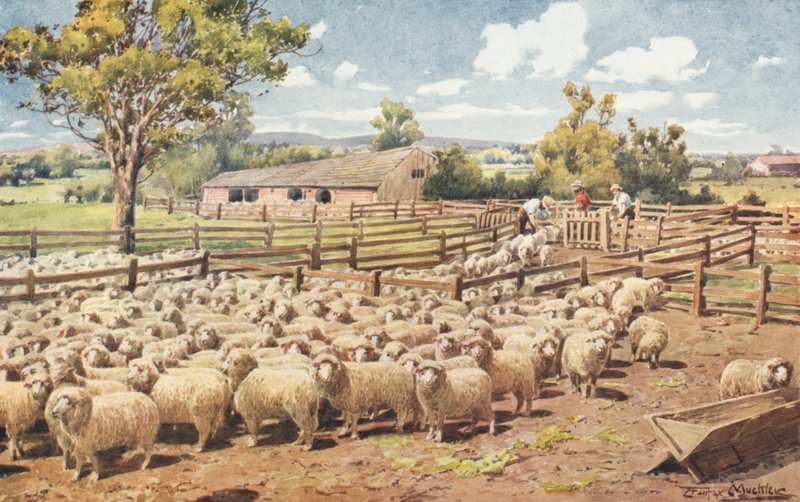 Scène op een Australisch Schapenstation (kleur litho) door Louis Fairfax Muckley