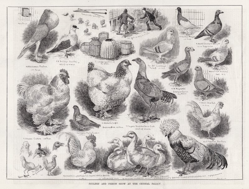 Pluimvee- en duivententoonstelling in het Crystal Palace door Louis Wain