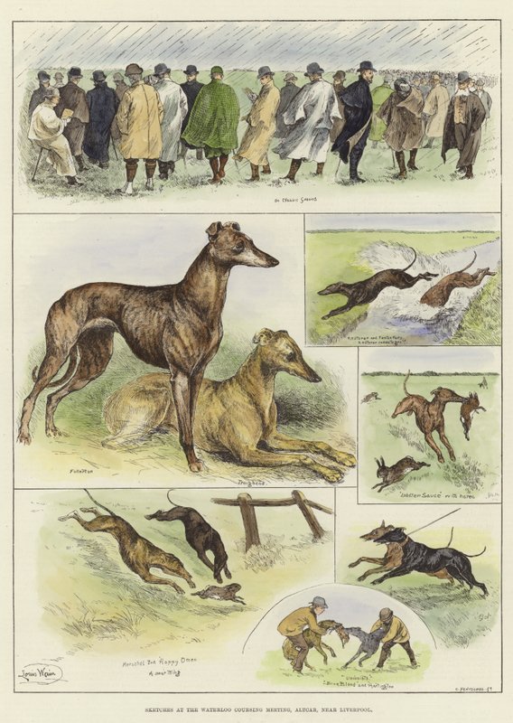 Schetsen bij de Waterloo Coursing Meeting door Louis Wain