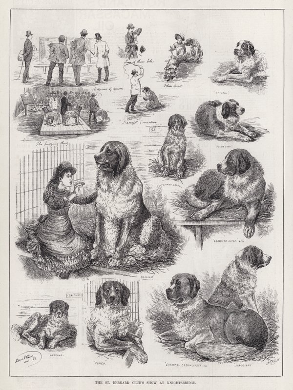 De St. Bernard Club Show in Knightsbridge door Louis Wain