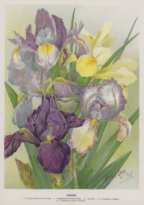 Irissen door Marie Low