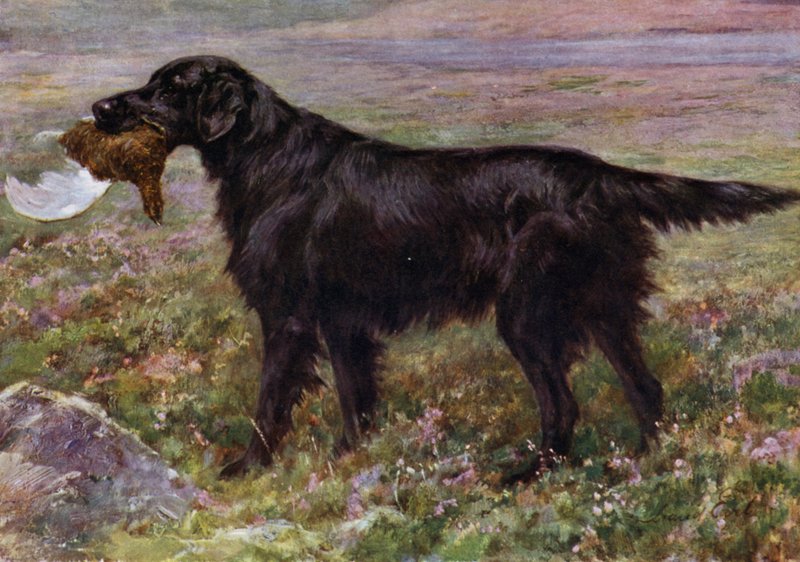 De Flat-Coated Retriever Kampioen High Legh Blarney door Maud Earl