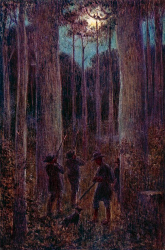 Het Australische Bos 