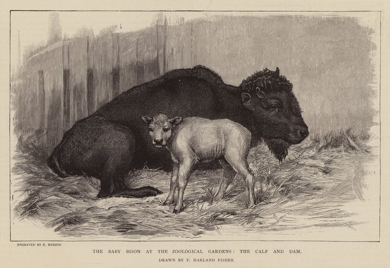 Bizon en kalf in de dierentuin van Londen door Percy Harland Fisher