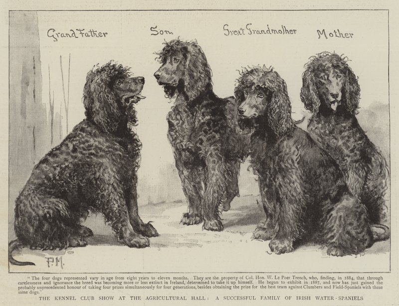 De Kennel Club Show in de Agricultural Hall, een succesvolle familie van Ierse waterspaniëls door Percy Macquoid